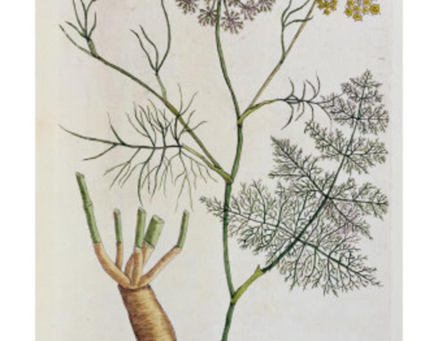 176419_fennel-plate-288-from-a-curious-herbal-published-1782-posters.jpg