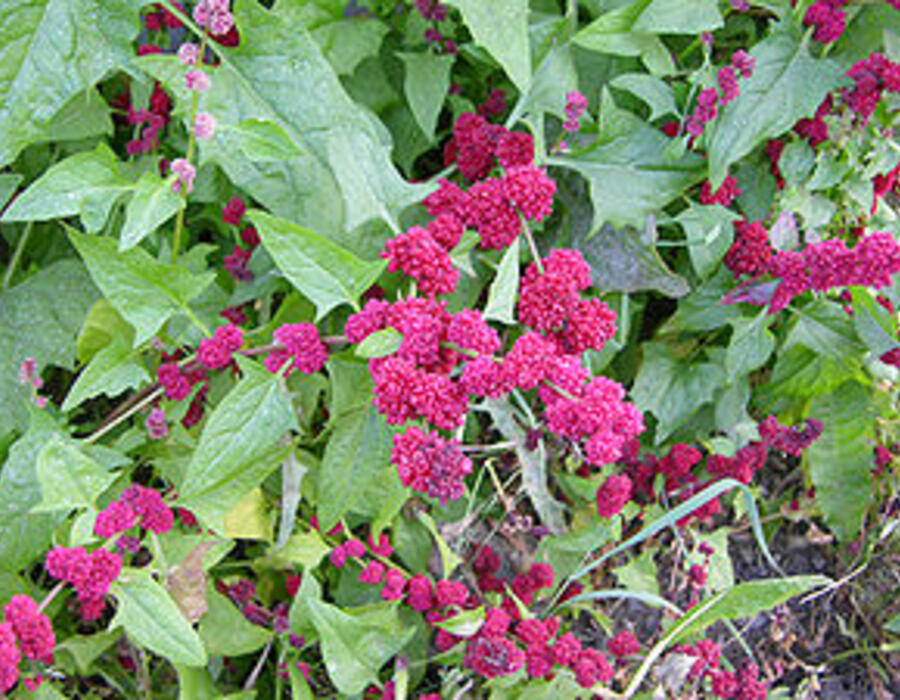300px-chenopodium_capitatum_strawberry_blite_2048px.jpg