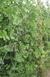 389px-blauwschokker_kapucijner_rijserwt_planten_pisum_sativum.jpg