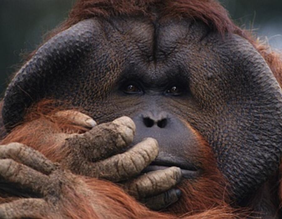 6001_orangutan.jpg