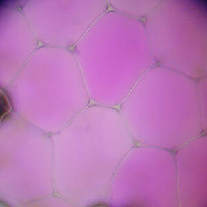 654px-rhoeo_discolor_epidermis.jpg