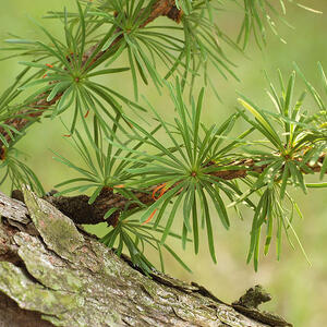 800px-japanese_larch_larix_kaempferi_radial_sprigs_3008px.jpg