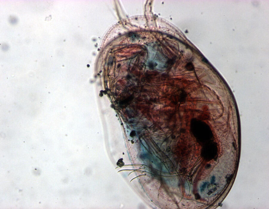 99_ostracod_40x.jpg