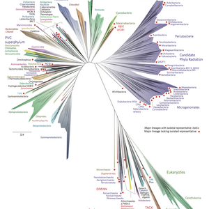 a_novel_representation_of_the_tree_of_life.png