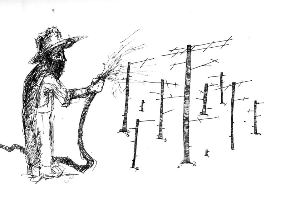 antenaplant.jpg