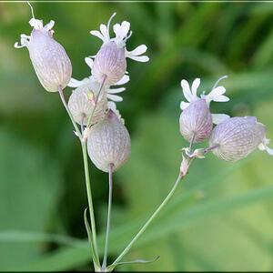 blaassilene_silene_vulgaris_kopie.jpg