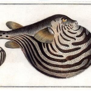bubblefish.jpg