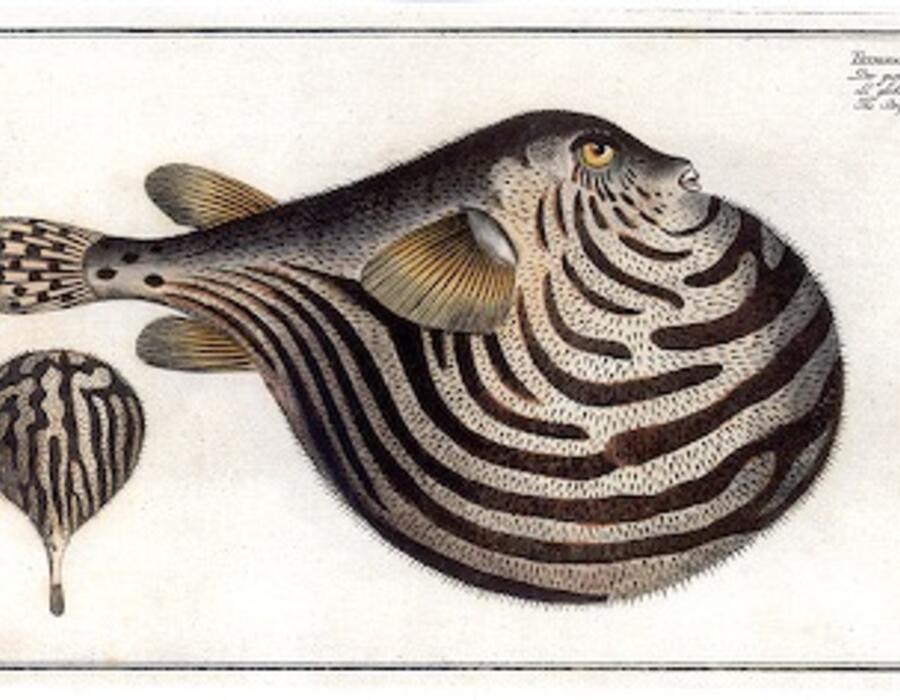 bubblefish.jpg