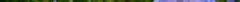 cichorium_intybus_gaulsheim.jpg