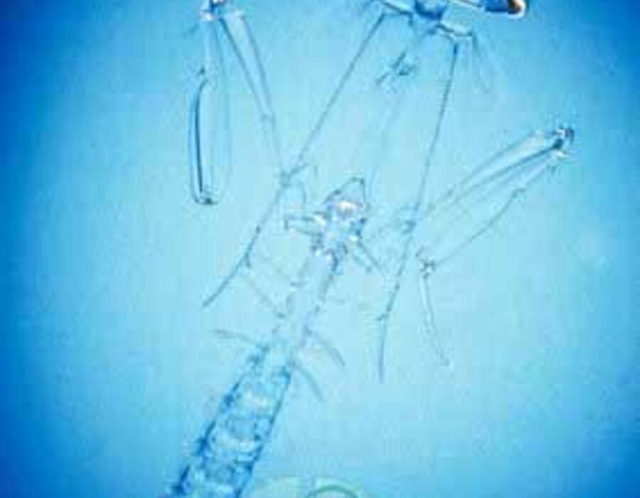 © 2001 by Image Quest 3-D.  All Rights Reserved.