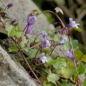cymbalaria_muralis_7f2.jpg