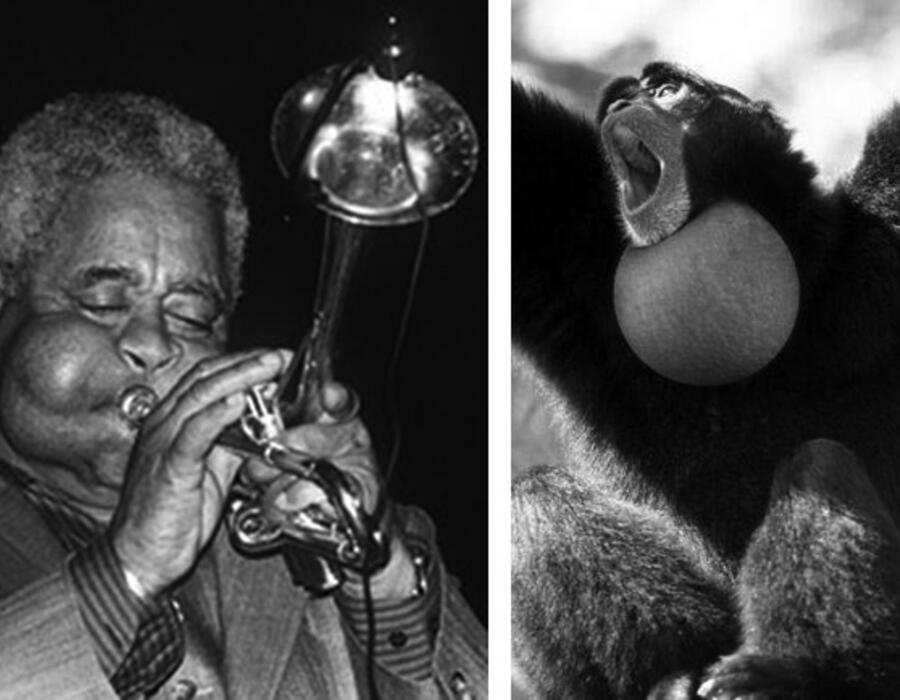 dizzy_siamang.jpg