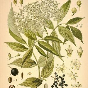 elder-04-l.jpg