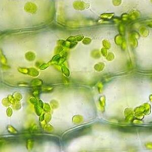 elodea.jpg