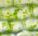 elodea.jpg elodea.jpg