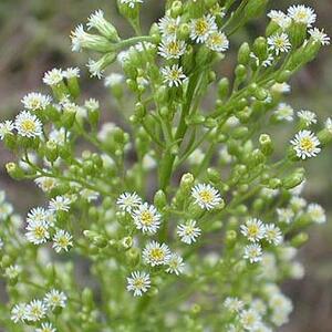 erigeron_canadensis_1.jpg