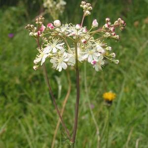 filipendula_vulgaris.jpg