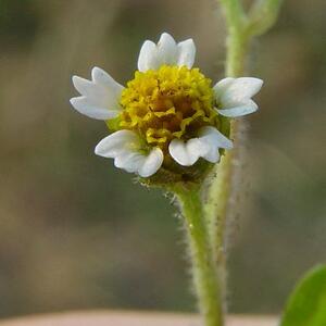 gallinsoga_ciliata_flowers.jpg
