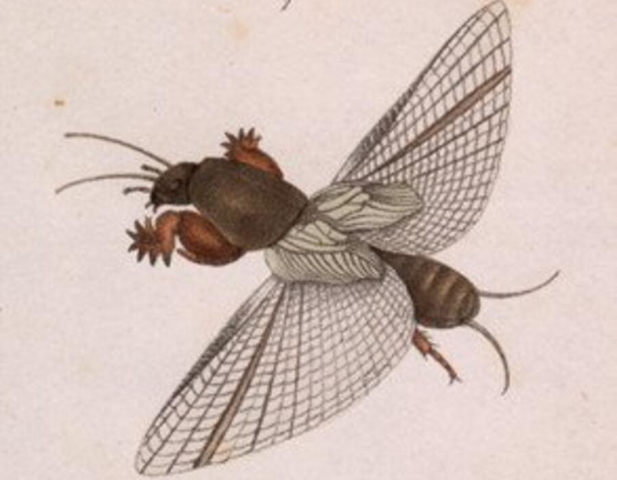 gryllotalpna_vulgaris.jpg