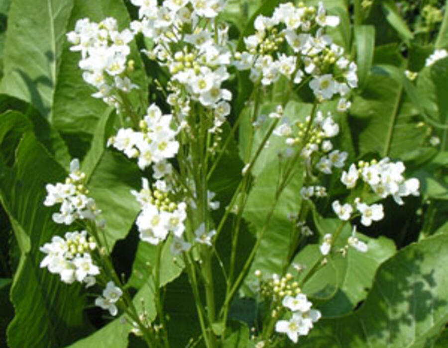 horseradish300x400.jpg
