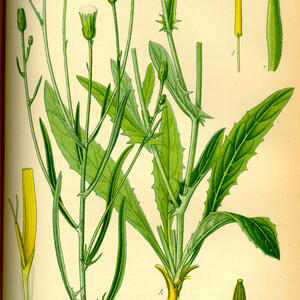 illustration_crepis_tectorum0.jpg