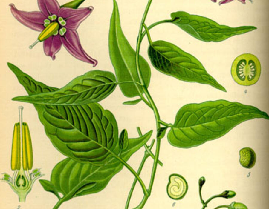 illustration_solanum_dulcamara0.jpg