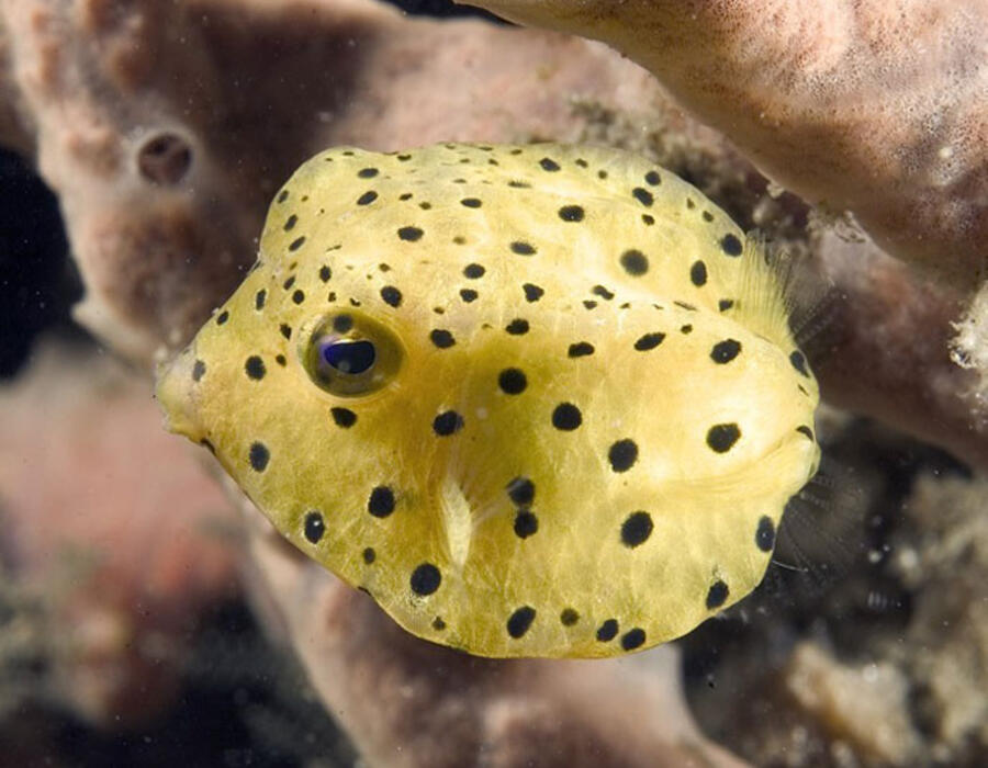 juvenile-pufferfish_large.jpg_cloudking.com_..._juvenile-pufferfish.php.jpg