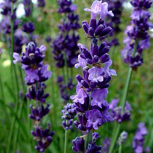 lavandula_angustifolia.jpg