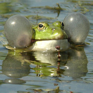 marsh_frog.jpg