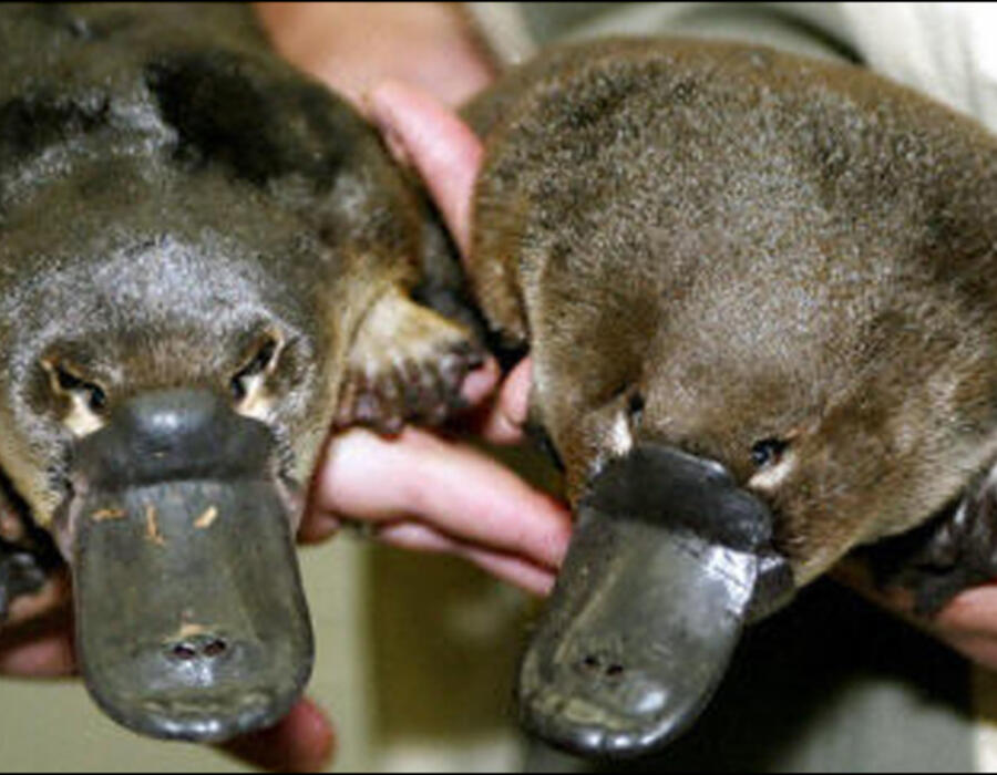 platypus_zoom.jpg
