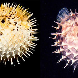 puffer.jpg