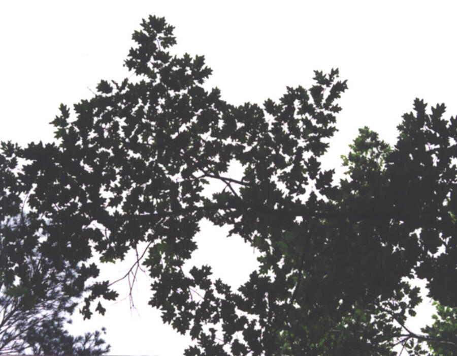 quercus_rubra_20020829_06.jpg