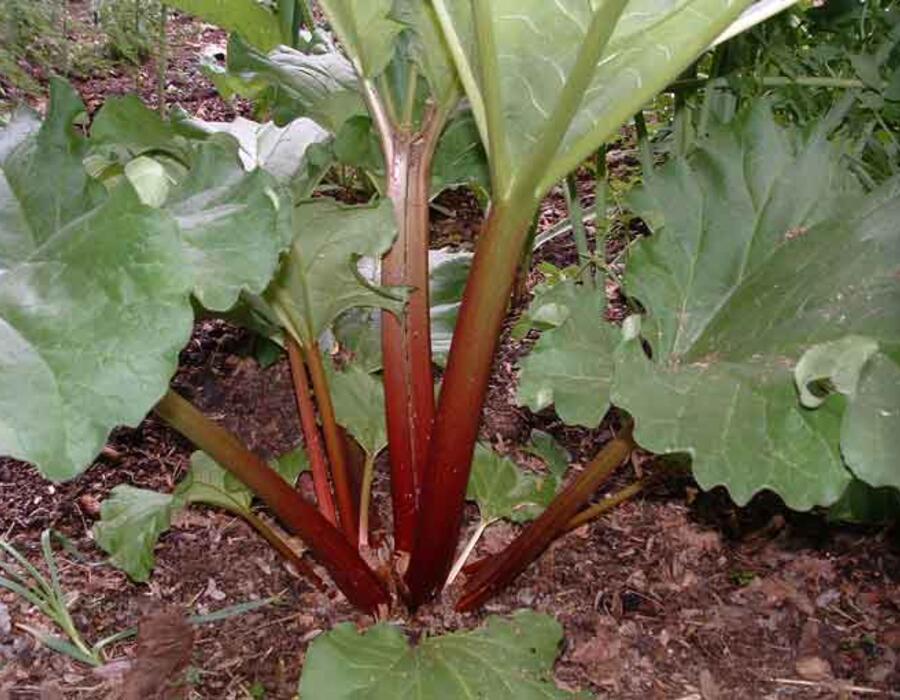 rhubarb.jpg