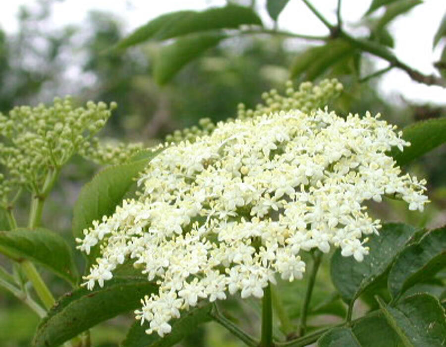 sambucus-nigra-4.jpg