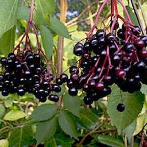 sambucus_nigra-fruit1-400.jpg