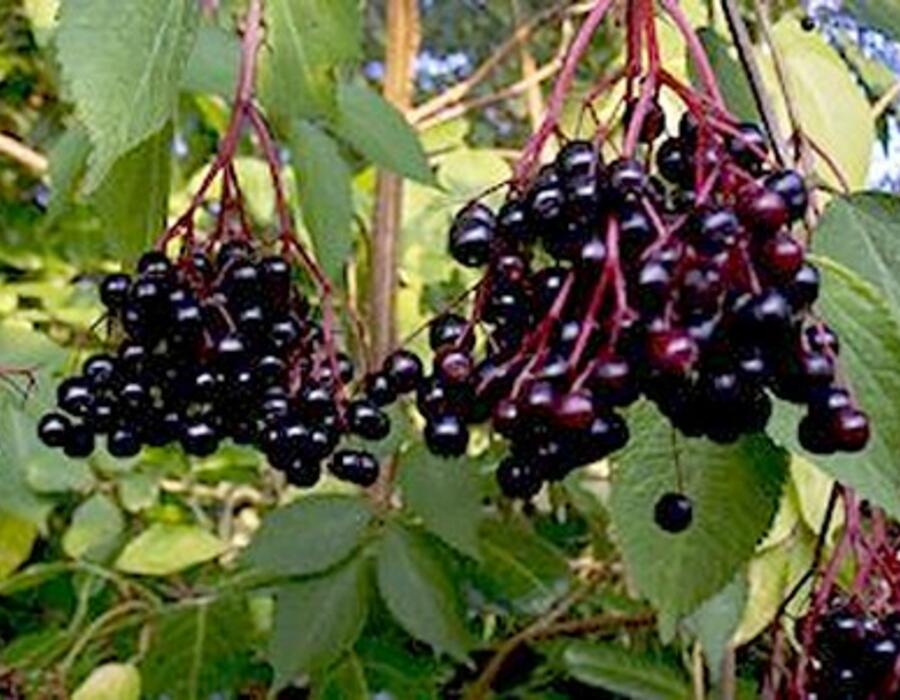 sambucus_nigra-fruit1-400.jpg