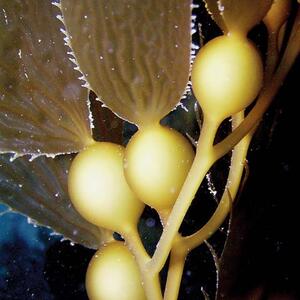 schadkelp.jpgchris_schad_t.jpg