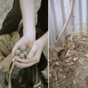 seedballing.jpg