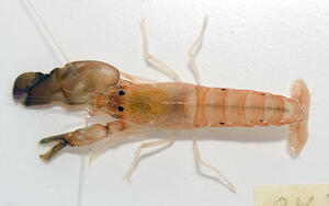 snapping-shrimp.jpg snapping-shrimp.jpg