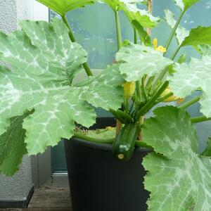 terras_courgette.jpg