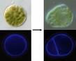 the_first_asymmetric_cell_division_tomomichi_fujita.jpg