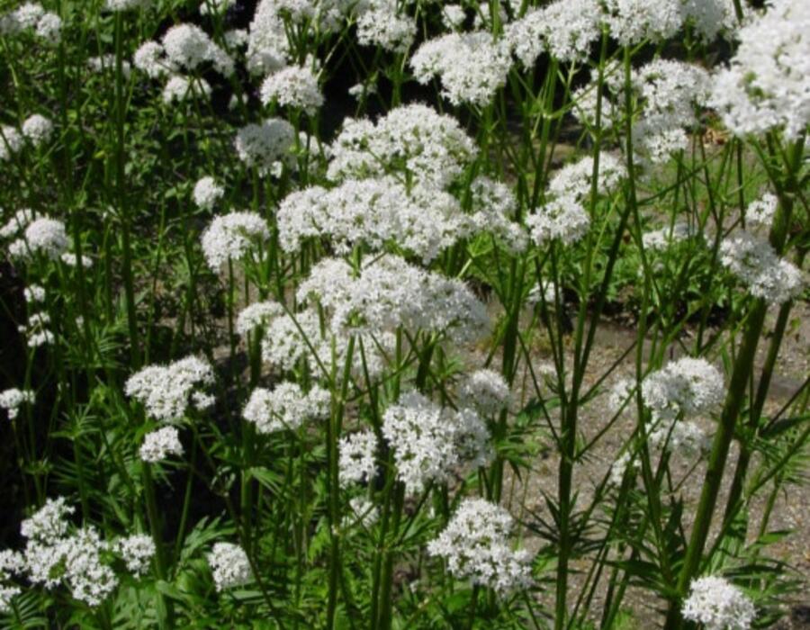valeriana_officinalis_ssp_officinalis_botka_s1.jpg