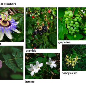 vines-pr.png
