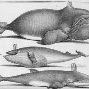 whale2.jpg